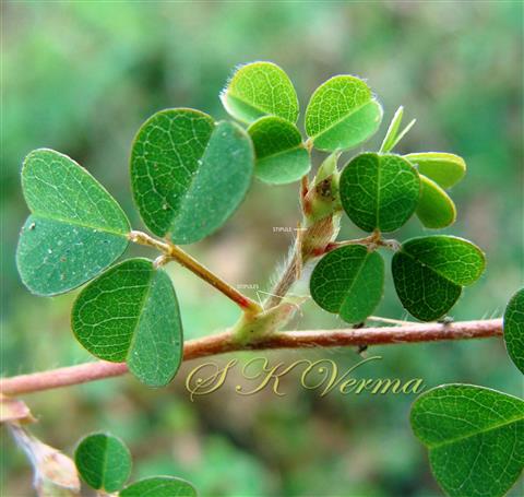  Branch bearing leaves (Adaxial view) and stipules